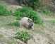 Klmajc kapibara